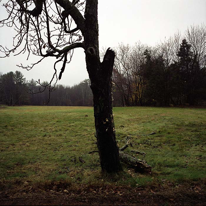 arvore026