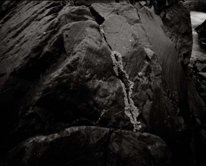 rock with lichen
