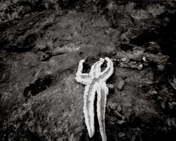 starfish