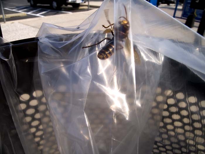 WASP