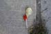 lollipop