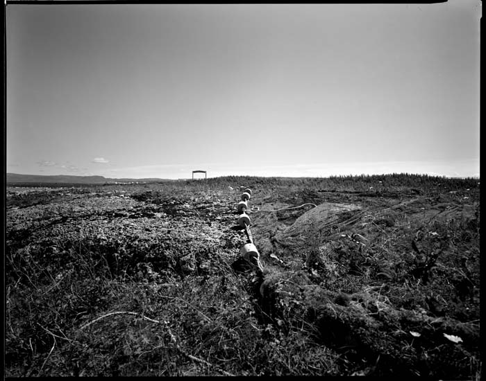 cowhead cemeterynet - 0019