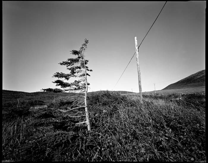 tree gulch livro