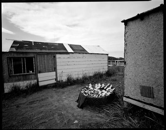 trout river crab trap 0033