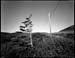 tree gulch livro
