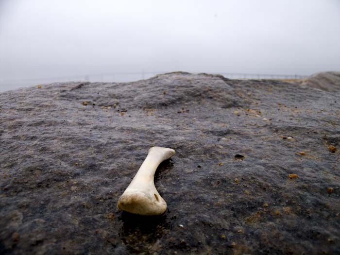 chicken bone