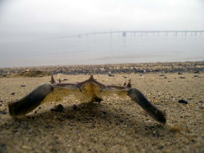 crab