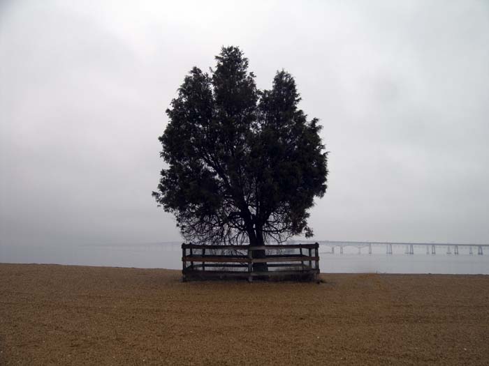 tree