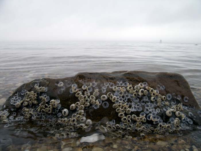 zebra mussel